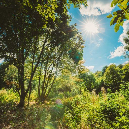 Heilpädagogische Betreuung und Begleitung von Familien