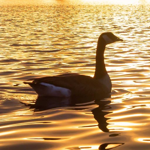 Traumasensible Arbeit Heilpädagogik